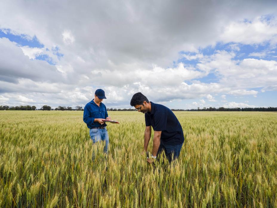 Two males in wheat field